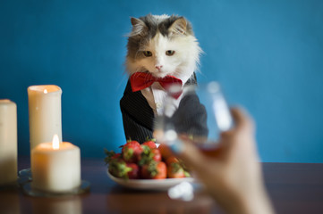 woman and her cat having dinner by candlelight