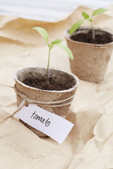 Seedling plants growing