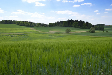 Landscape in the south of Czech Republic