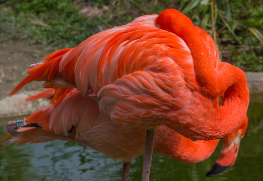 Fototapeta ruhender roter flamingo