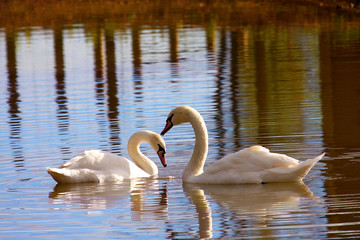 Fototapeta premium Swan