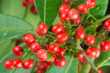  graines mûres de baies roses