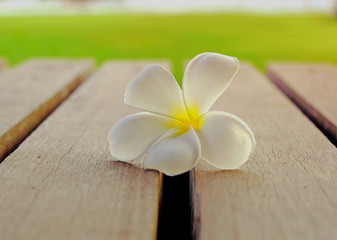 single flower on wooden