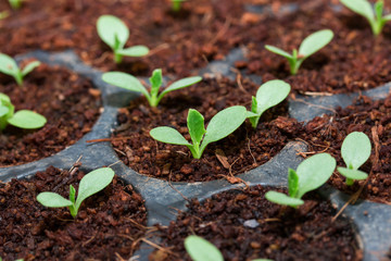 Grape seedlings in nursery tray