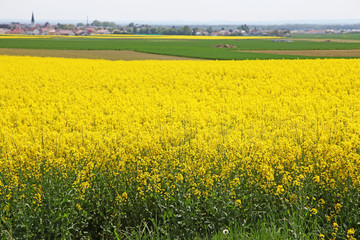 Rapsfeld im Sommer