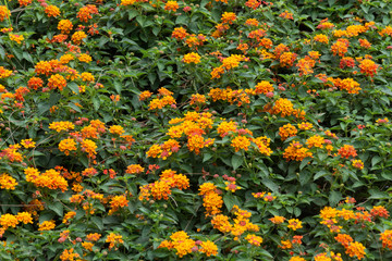 plant and flower garden background