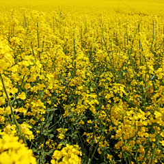 Rapsfeld im Sommer