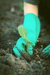 planting cabbage seedling in the vegetable garden