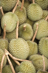 Fototapeta premium Durian