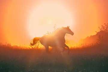Fotobehang horse © ashva