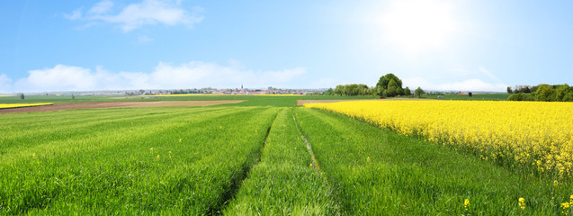 Rapsfeld Sommer Panorama