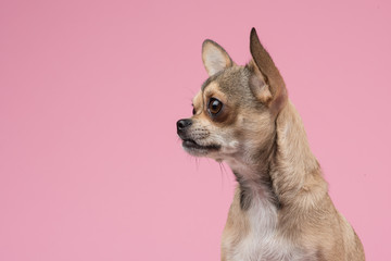 Obraz premium Chihuahua portrait from the side at a pink background