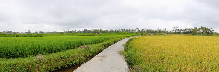 Exotic rice terrace in Bali (panorama)
