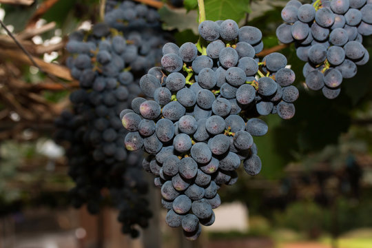 Grapevines with Bunches of Grapes