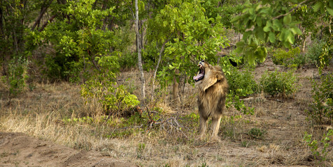 Naklejka premium A male lion in Zimbabwe, Hwange