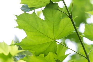 Grüne Ahornblätter