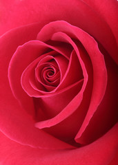 red rose flower with beautiful petals shape heart