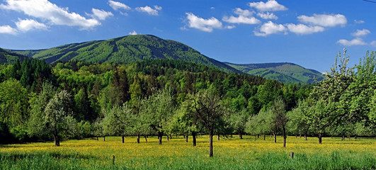 orchard with panotama of Moravskoslezske Beskydy mountains