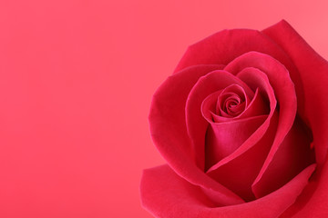 Naklejka premium red rose flower with beautiful petals shape heart