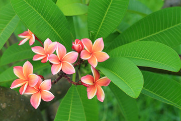 Exotic frangipani flower (plumeria)