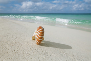 Obraz premium nautilus shell on white beach sand, against sea waves