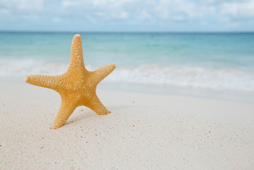 Fototapeta na wymiar starfish on golden sand beach with waves in soft light