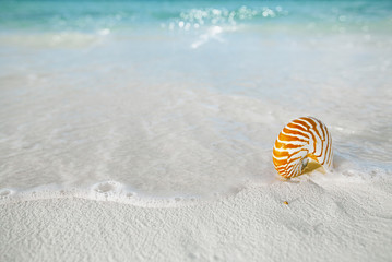 nautilus shell on white beach sand, against sea waves