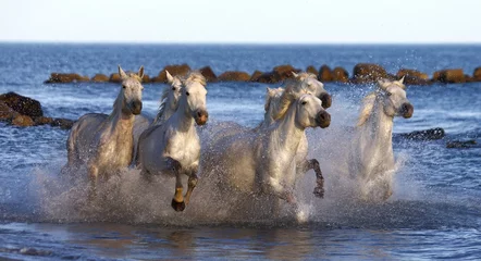 Tuinposter White horses are running along the edge of the sea in France. © gudkovandrey