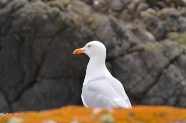 Goéland argenté