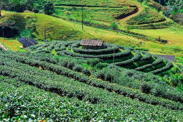 Tea plantation in the Doi Ang Khang, Chiang Mai, Thailand
