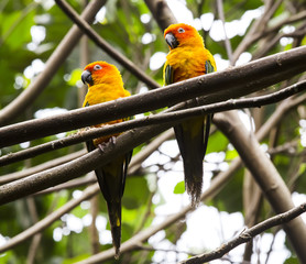 parrot sitting on a branch in nature close-up shot
