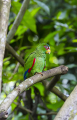 parrot sitting on a branch in nature close-up shot