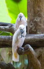 parrot sitting on a branch in nature close-up shot