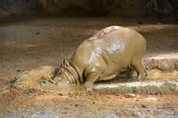 Fototapeta premium adult warthog digging in the mud puddle