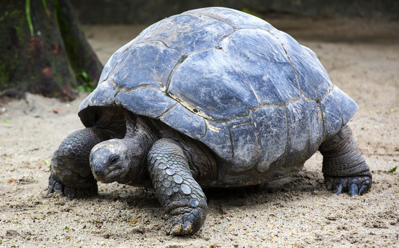 Galapagos tortoise big shot close-up nature portrait