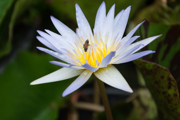 Beautiful lotus in the lotus garden