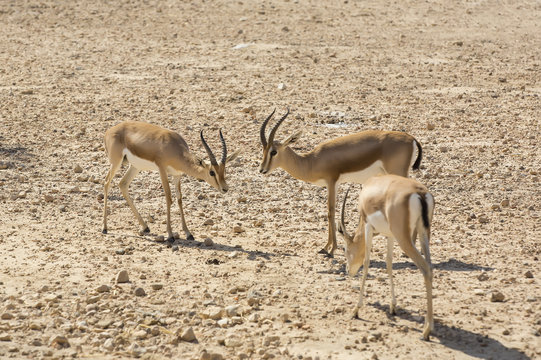 Young antelope on desert background horns impala