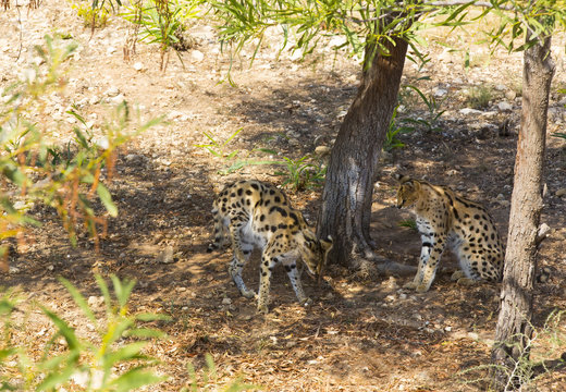 cheetah in the wild africa arnivore, cat