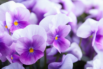 violet flowers background