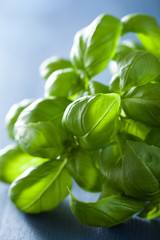 fresh basil leaves herb on blue wooden background