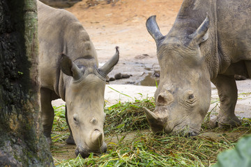 grand rhinocéros adulte mangeant de l& 39 herbe dans un zoo