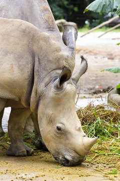 large adult rhino eating grass in a zoo