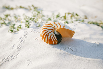 nautilus shell on white Florida beach sand under the sun light