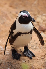 Fototapeta premium Nahaufnahme Brillenpinguin - Boulder Beach