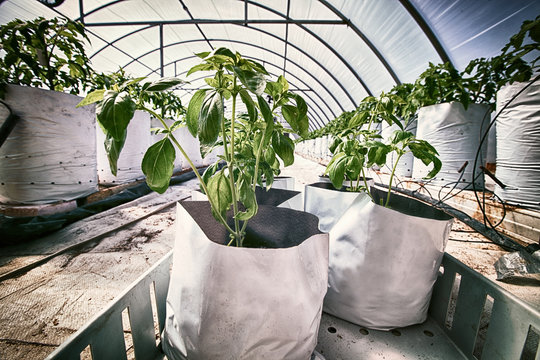 Tomato plants in growth bags inside poly tunnel