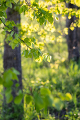 bright green leaf in sunset light in summer garden