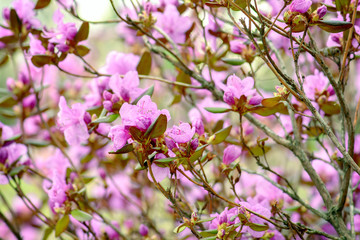 Rhododendron blossom bush