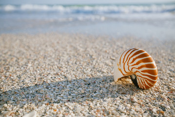 Fototapeta na wymiar nautilus shell on white Florida beach sand under the sun light