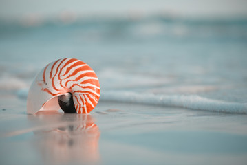nautilus shell on white Florida beach sand under the sun light
