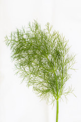Twig of fresh dill